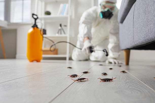 Post-Treatment Bed Bug Interceptor Monitoring in Shrewsbury